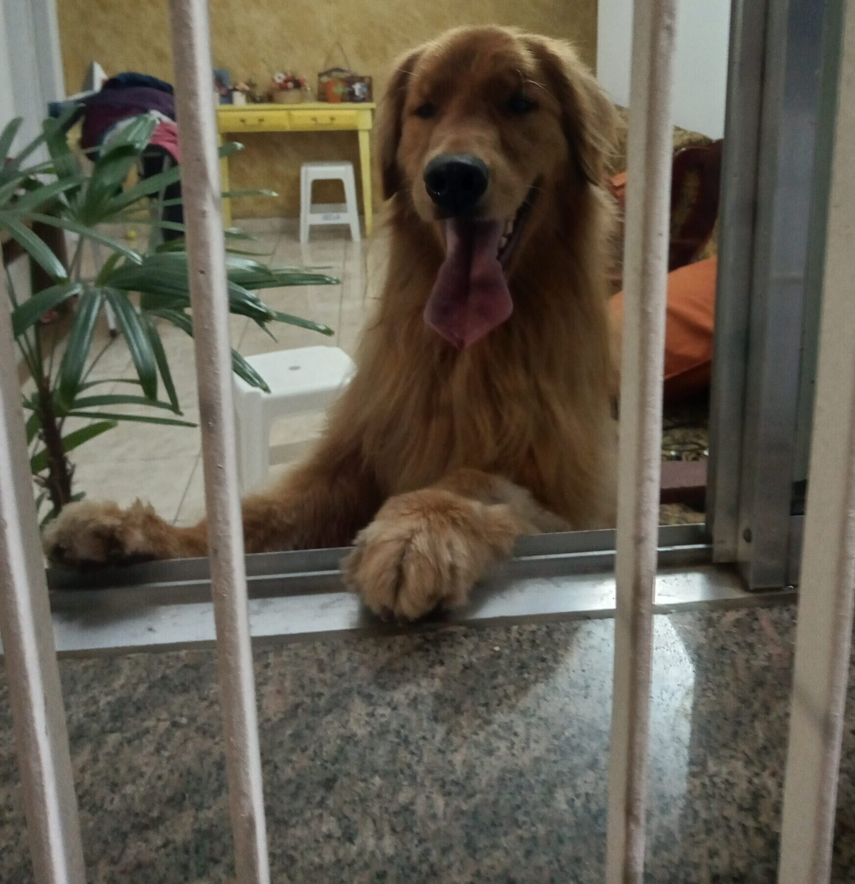 Golden Apolo
